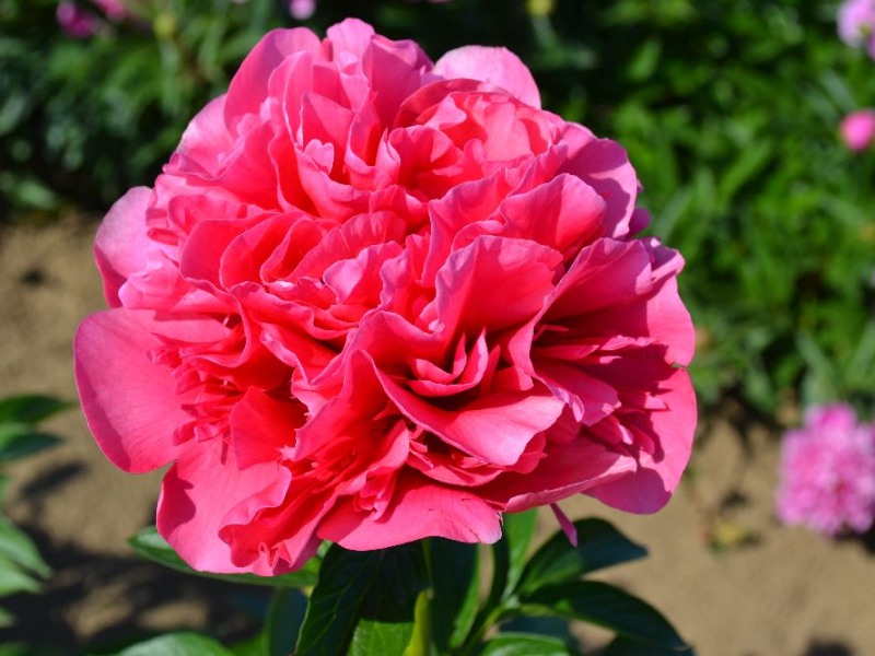 Glowing Raspberry Rose