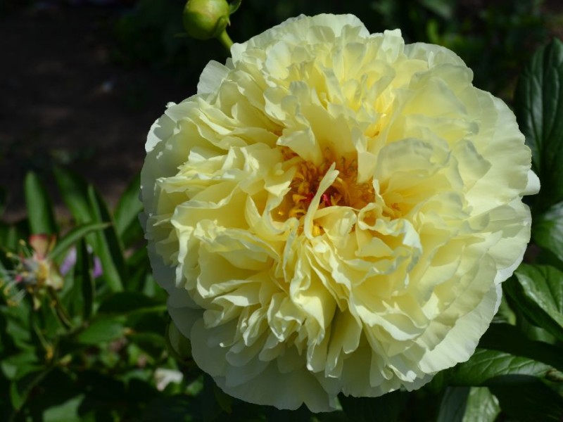 Lemon Chiffon