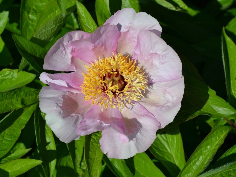 Mai Fleuri
