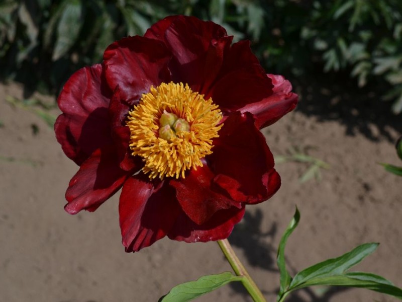 Orange Glory