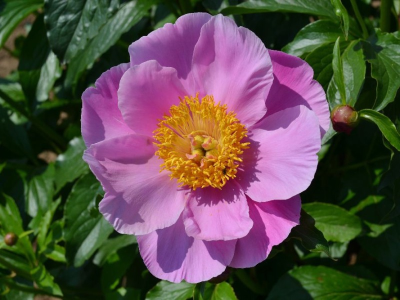Pink Chalice