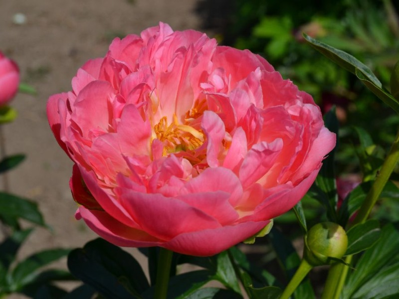 Pink Hawaiian Coral