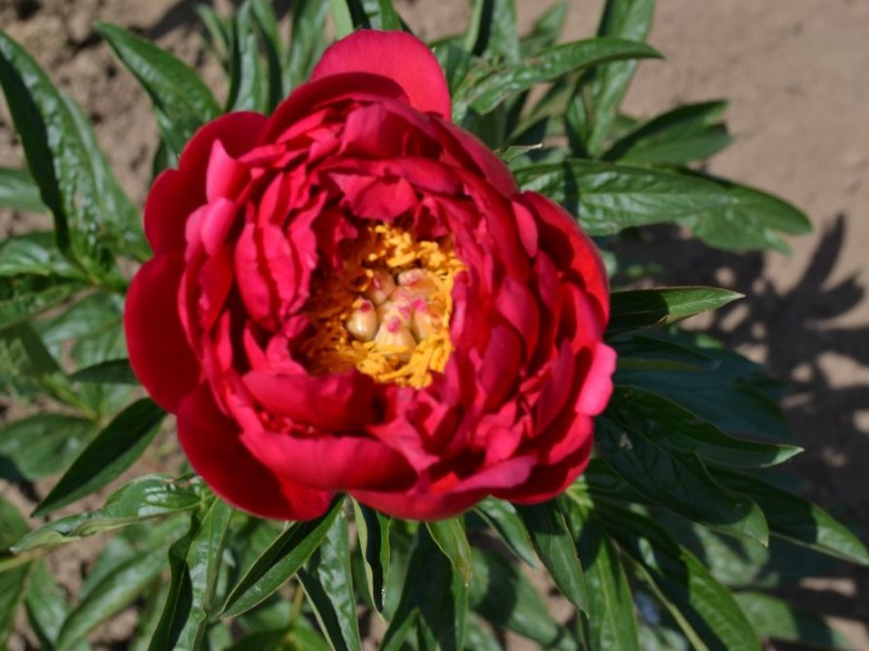 Raspberry  Charm