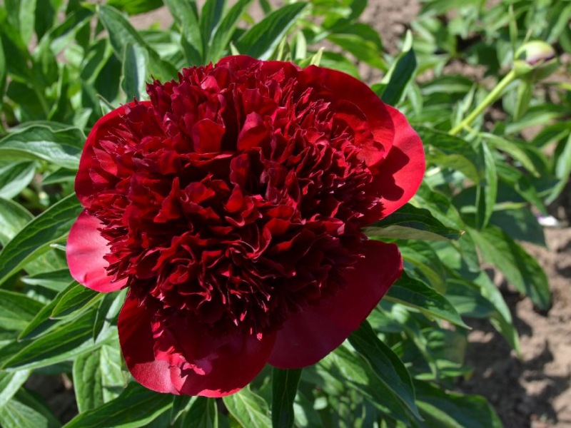 Red  Charm