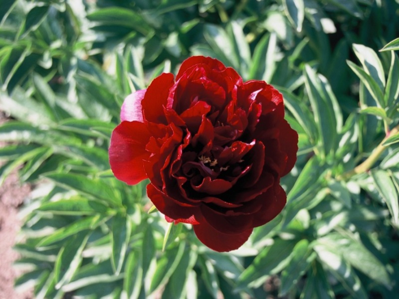 Red Ensign