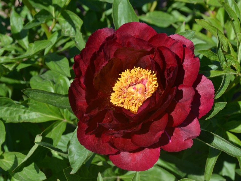 Red Glory