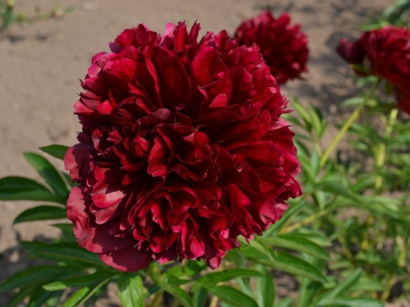 Red Grace