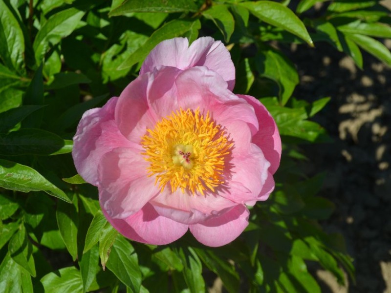 Roselette
