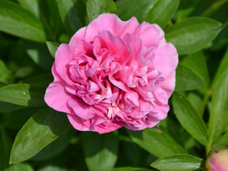 Carnation Buquet