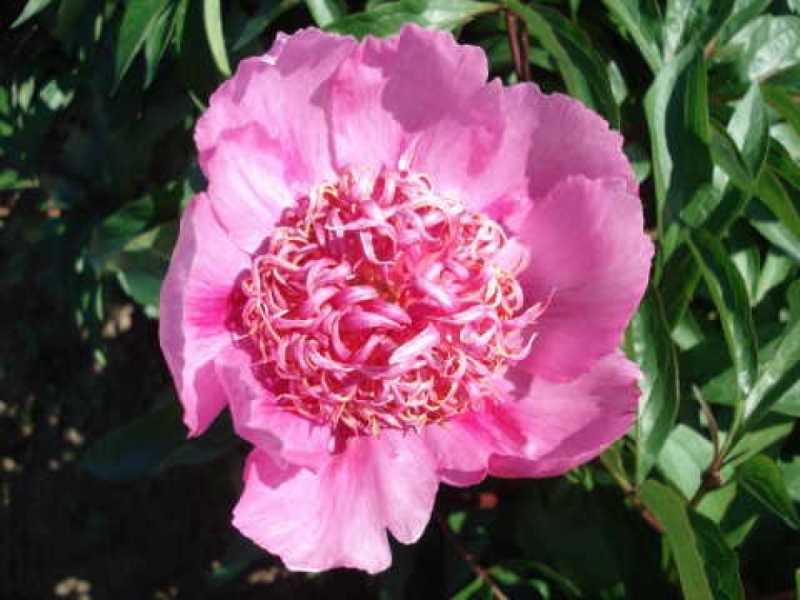 Raspberry Rose