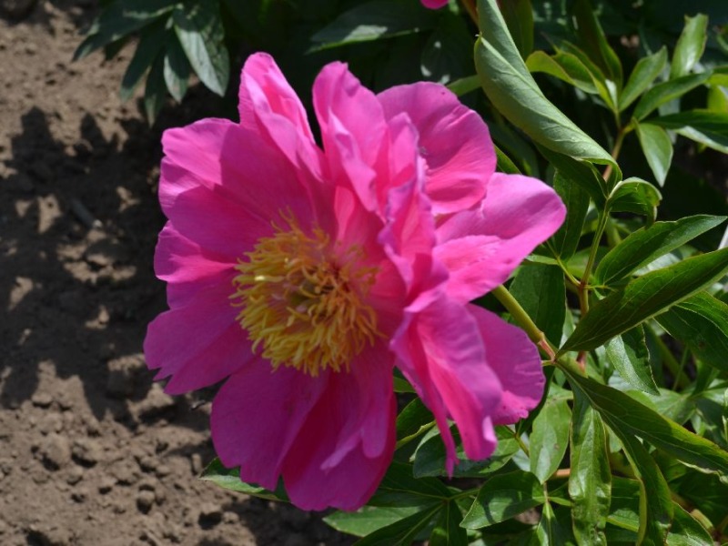 Hope
