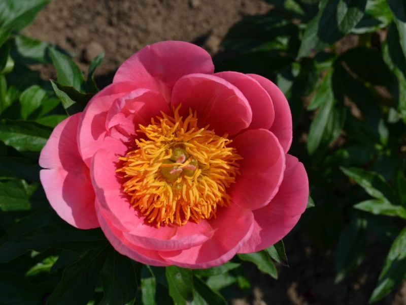 Lovely Rose