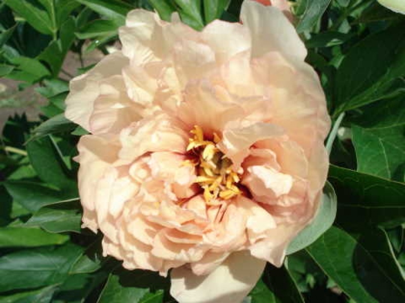 Canary Brilliants