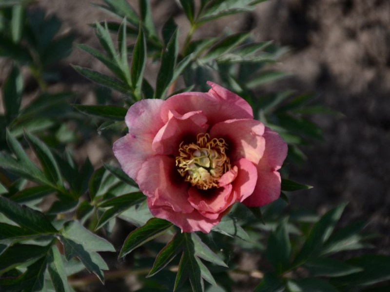 Old Rose Dandy