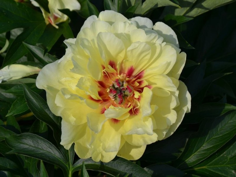 Yellow Waterlily