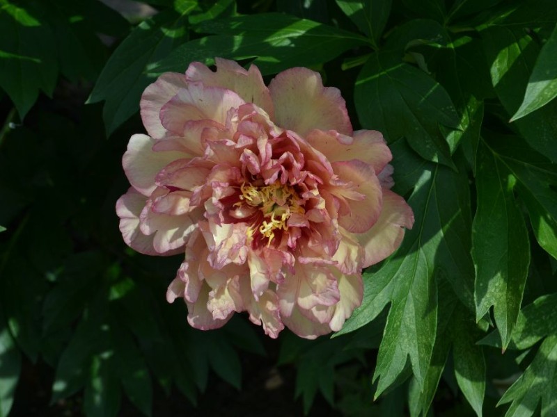 Smith Family Jewel