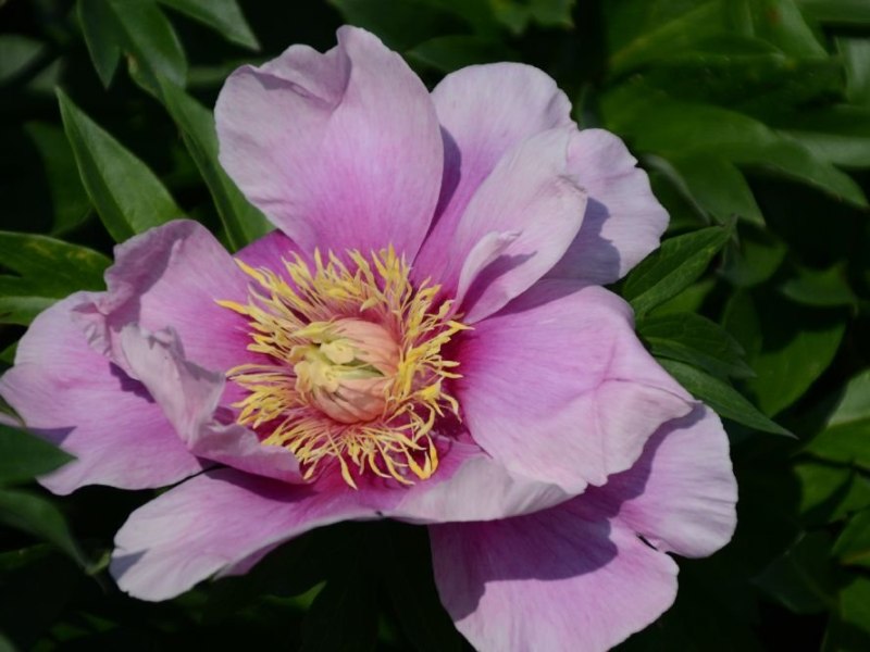 Norwegian Blush