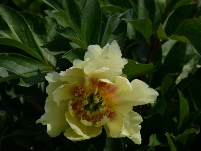 Yellow Emperor