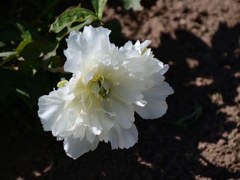 White Emperor