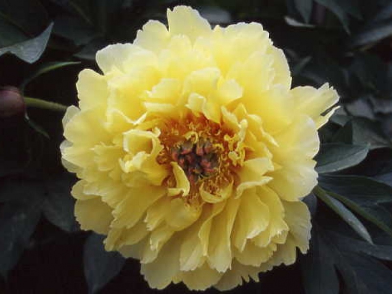 Garden Treasure