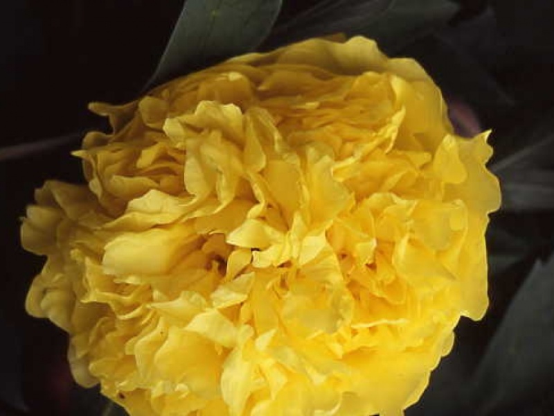Yellow Crown