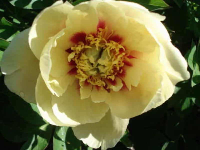 Yellow Dream