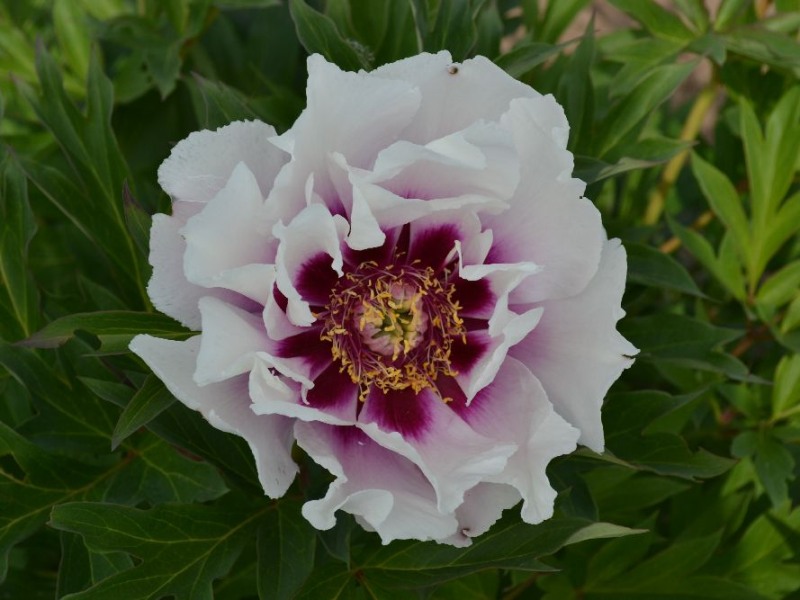 Cora Luise