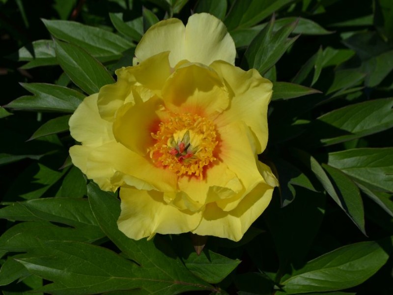 Sequestered Sunshine