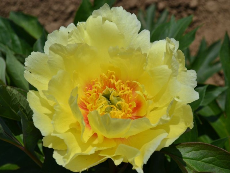 Oriental Gold