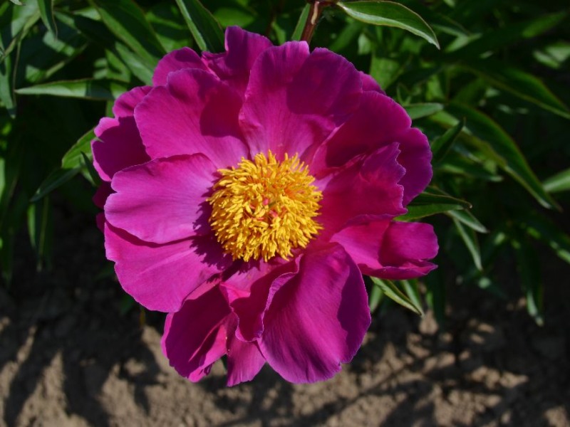Kojiki