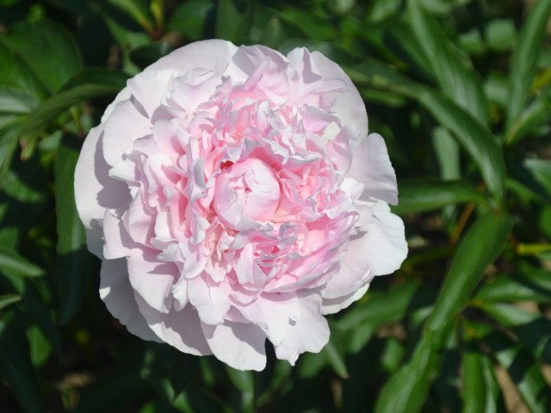 Mons. Charles Leveque