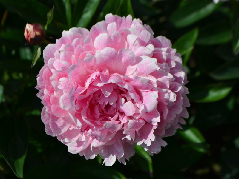 Pietertje Vriend Wagenaar