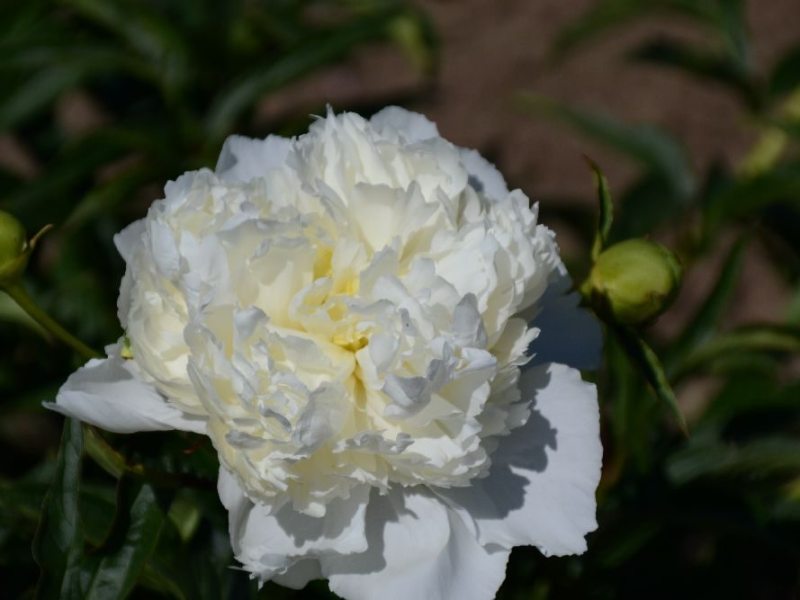 White Charm