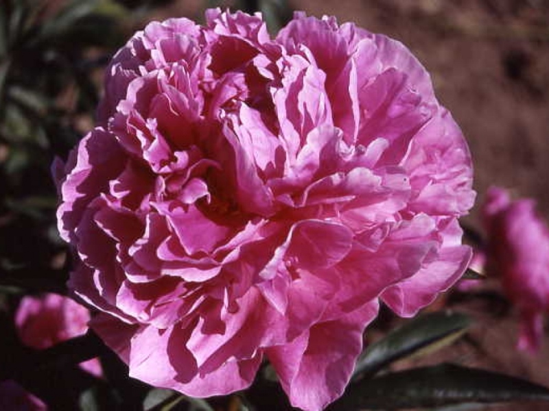 Dr. Alexander Fleming