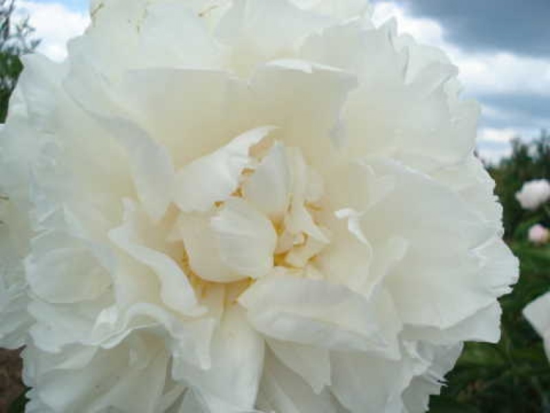 Gardenia