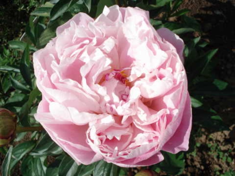 Kelway's Supreme