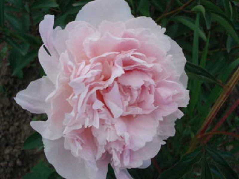 Mons. Charles Leveque