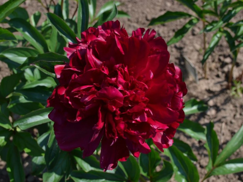 Big Red Boomer Sooner