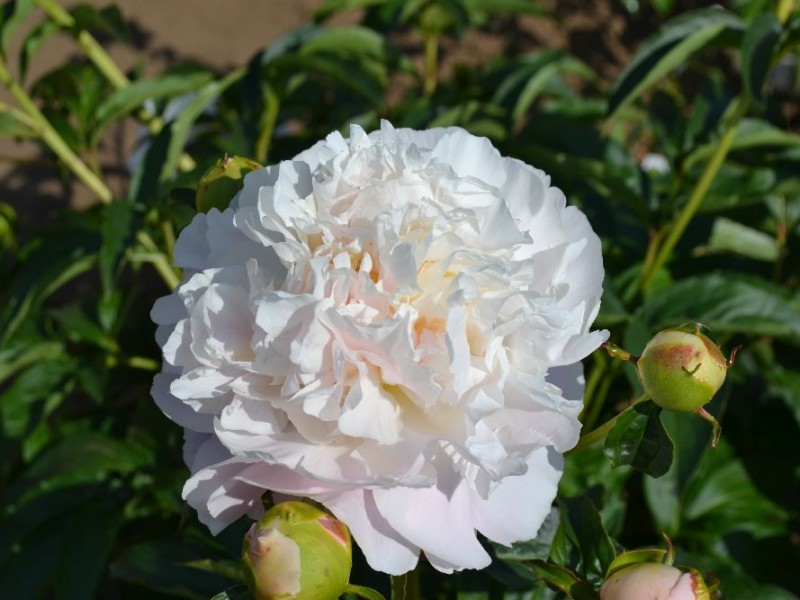 Camellia White