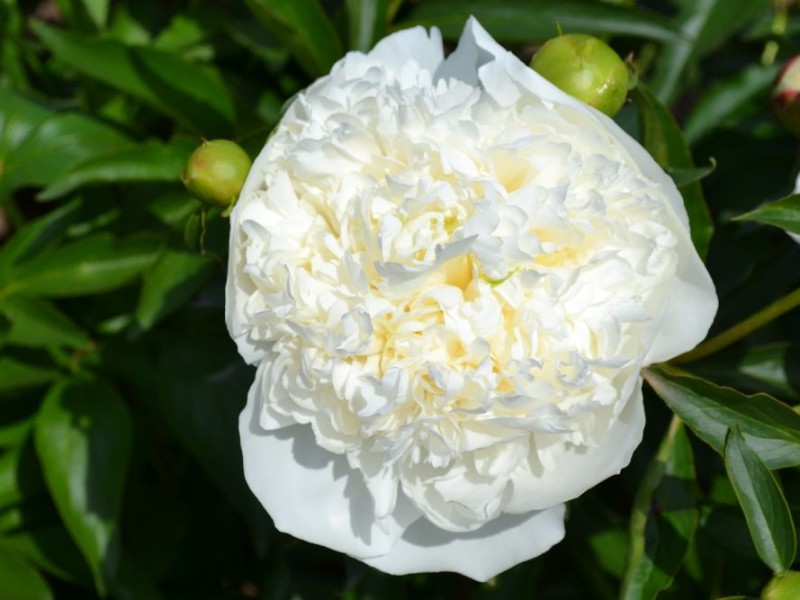 Duchesse de Nemours