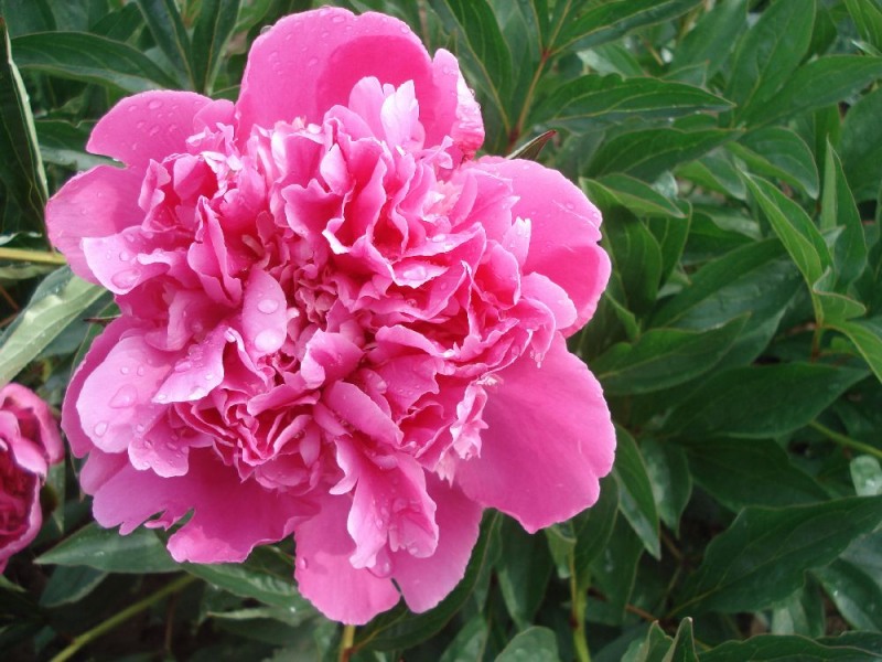 Edulis Superba