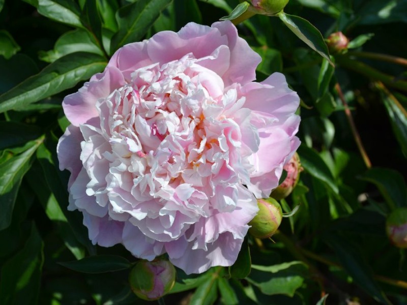 Lady Alexandra Duff