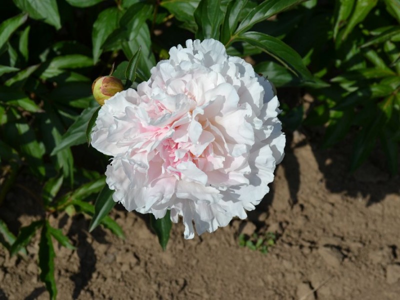 Mme. Jules Dessert  t