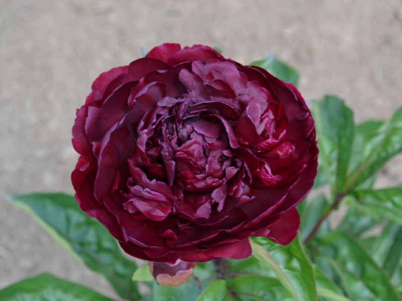 Mons. Martin Cahuzac