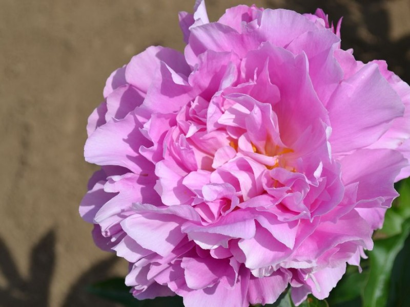 Princesse Margaret