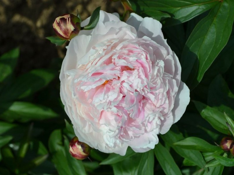 Reine Hortense