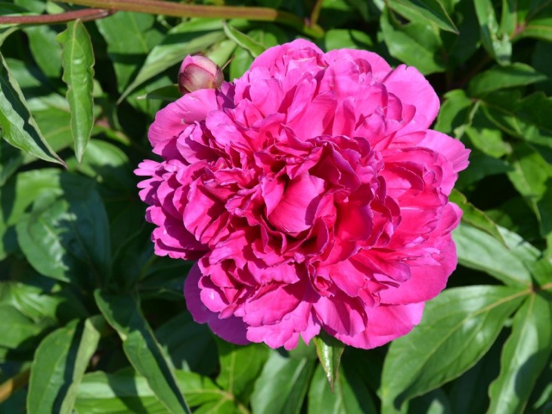 Victoire de la Marne