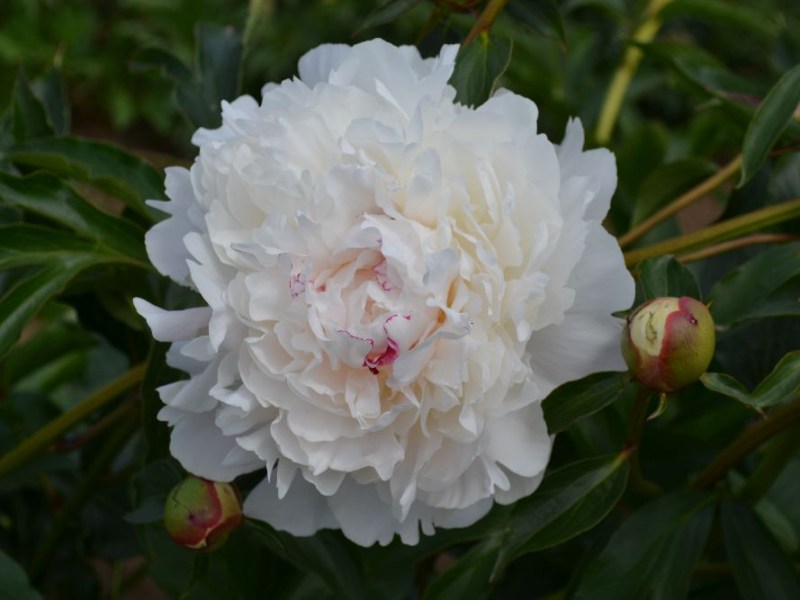 Festiva Maxima
