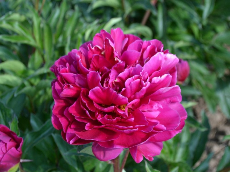 L'Eclatante