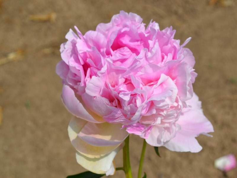 Pink Giant